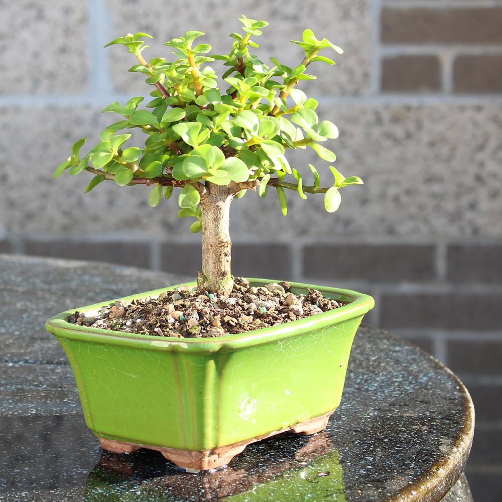 Brussel's Bonsai - Live Dwarf Jade Bonsai Tree in a Ceramic Bonsai Pot, Indoor Succulent Houseplant, 3 Years Old, 5-8 Inches Tall, Easy Care Plant for Home or Office (Small)