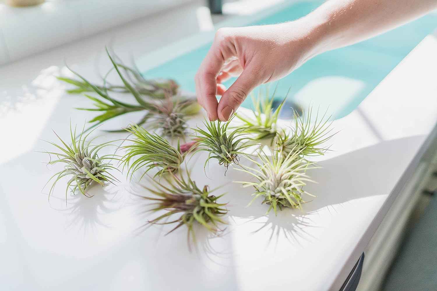 Jumbo Air Plant Ionantha Guatemala 'Macho' - Live Tillandsia Succulent House Plants - Available in Wholesale and Bulk - Home and Garden Decor - Easy Care Indoor and Outdoor Plants (Pack of 1)