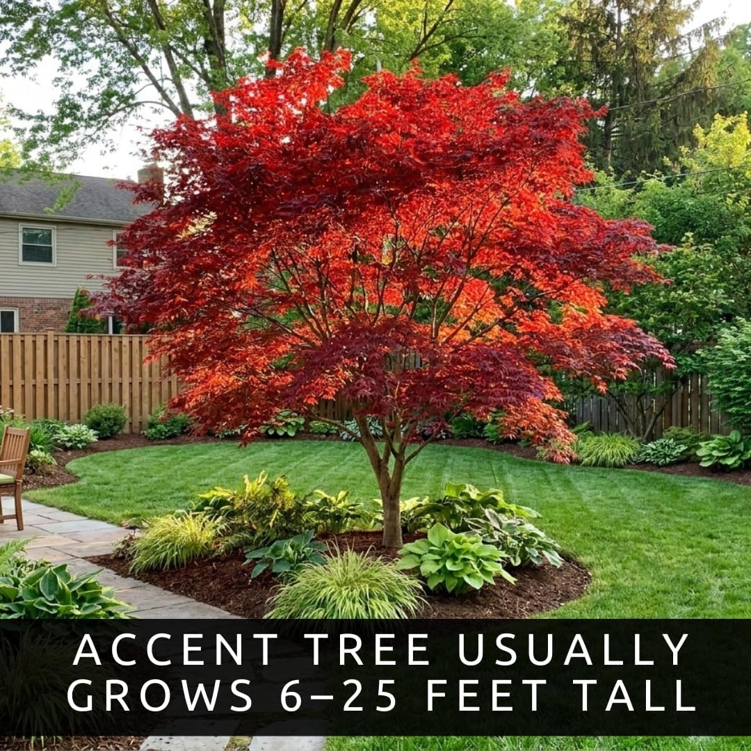 3-Pack Japanese Red Maple Seedlings (12-18" Tall) – Dormant Bare Root Trees – Vibrant Ornamental Landscape Starter Trees