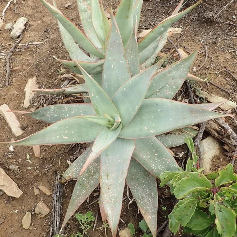 Coral Aloe Plants (Aloe striata) - Live Succulent with Striking Pink Edges and Smooth, Flat Leaves for Indoor/Outdoor Gardening (4 Coral Aloe Cups)