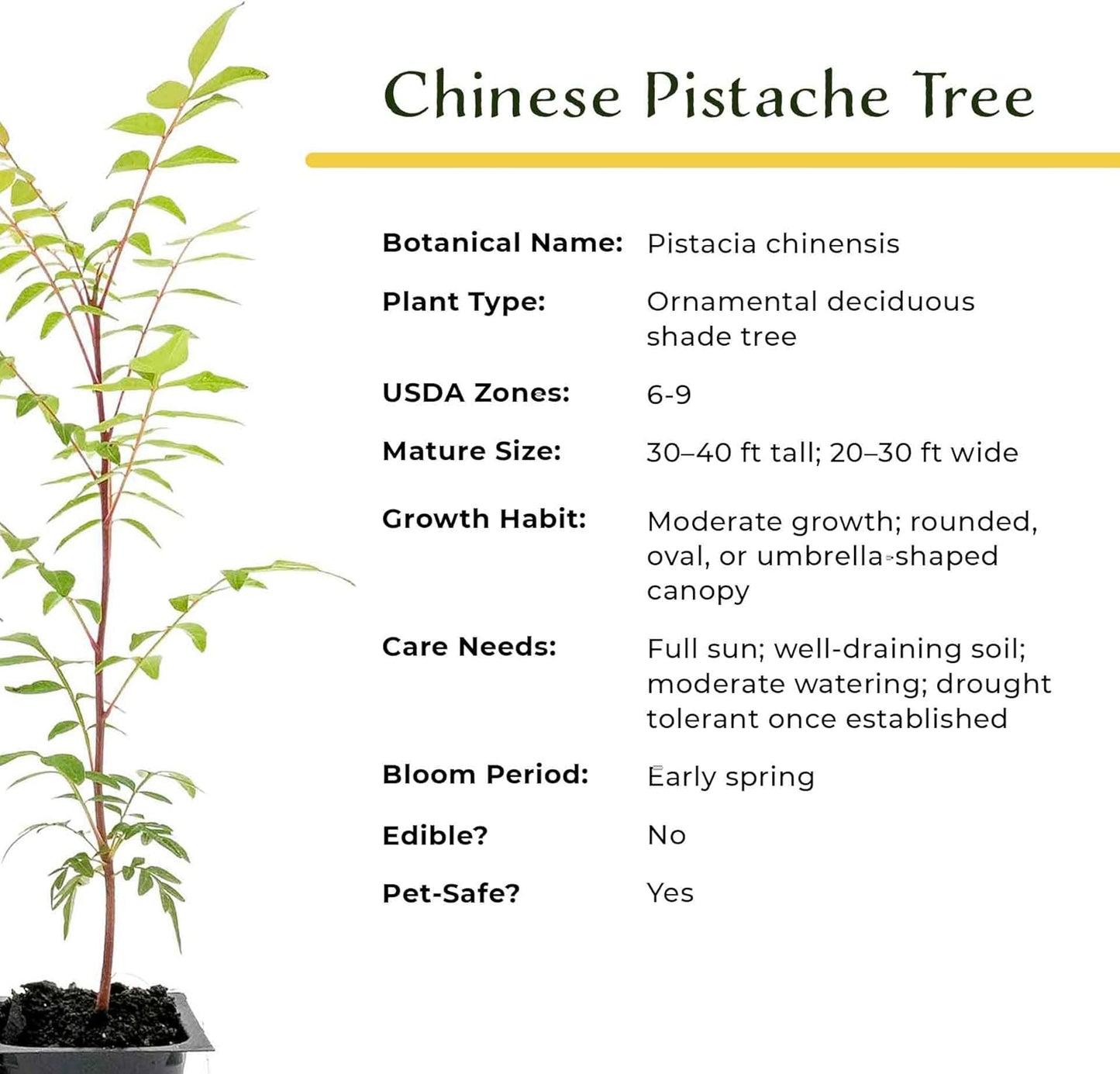 3 Chinese Pistache Tree Saplings (Pistacia chinensis) | Deciduous Ornamental Shade Tree with Fall Color & Upright Growth | 2.5” Nursery Cubes, Ready-to-Plant Live Starter Plants