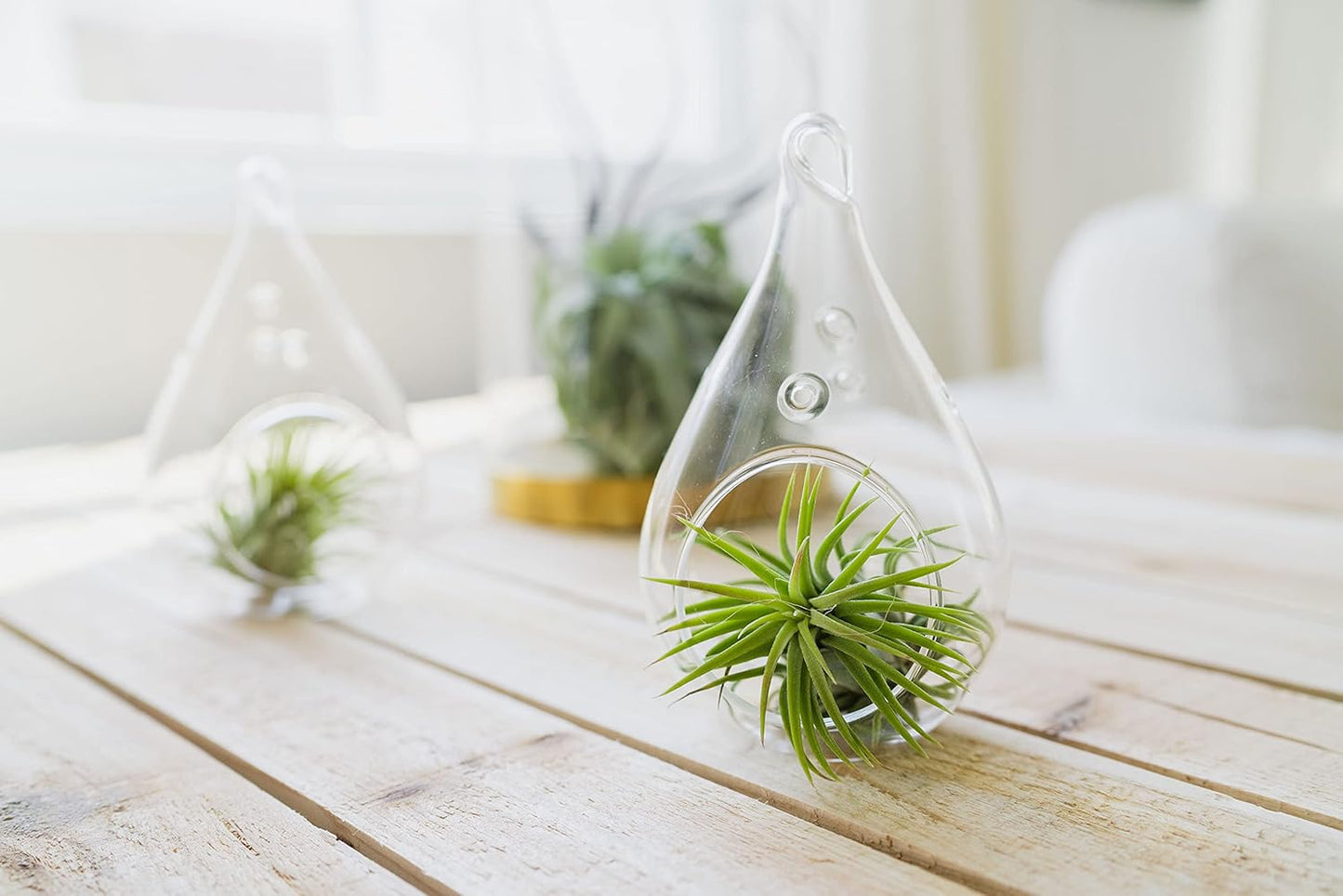 5 Pack of Classic Air Plants Variety - Live Succulent House Plants - Available in Wholesale and Bulk - Home and Garden Decor - Easy Care Indoor/Outdoor Air Plant