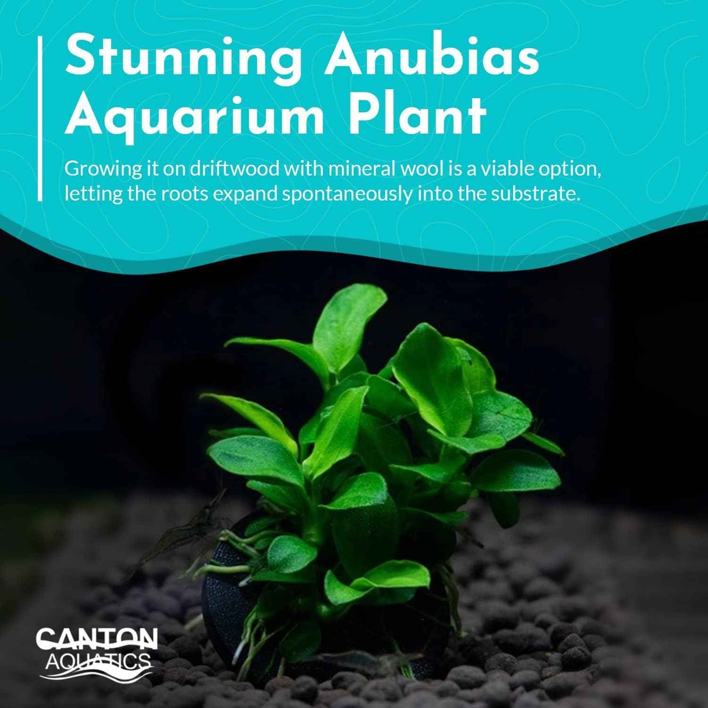Live Anubias Barteri (Nana) Rooted on Driftwood - Absorb Impurities & Toxicness for Water - All Natural & Organic Aquatic Plant - Long Lasting & Easy to Care - Large