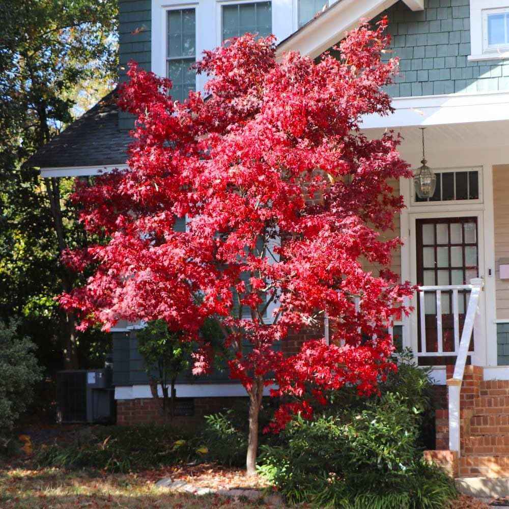 Brighter Blooms - Bloodgood Japanese Maple Tree, 3-4 ft. - No Shipping to AK, AZ, HI