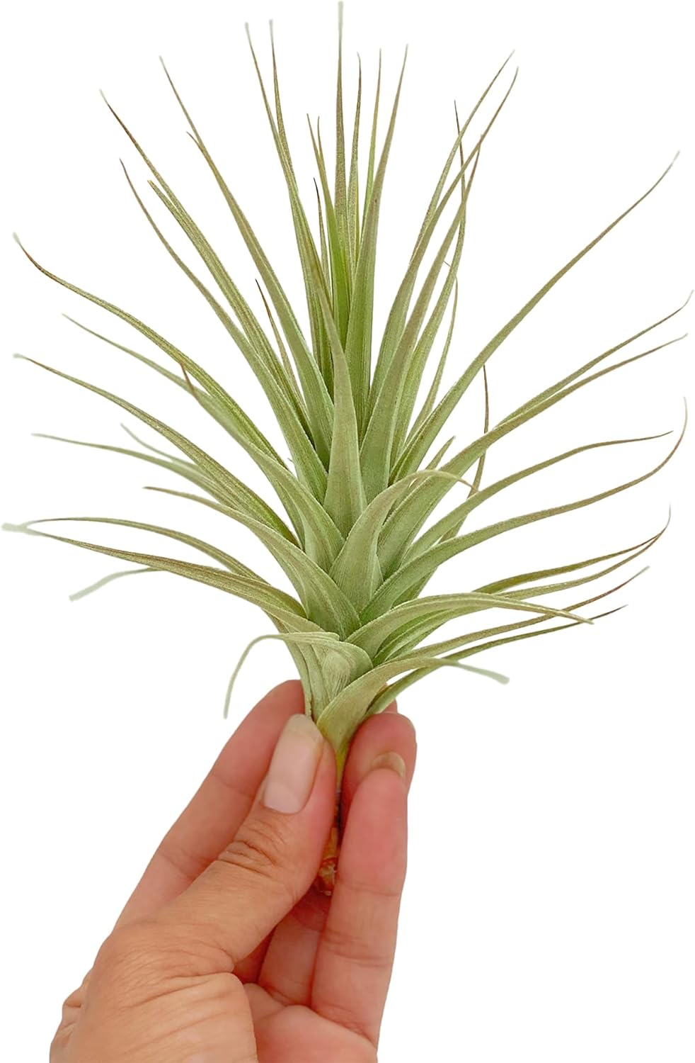 Air Plants - Flowering Tillandsia Lilla Lilac, Large 5" - 1ct - Live Arrival Gauranteed - House Plants for Home Decor & Gift