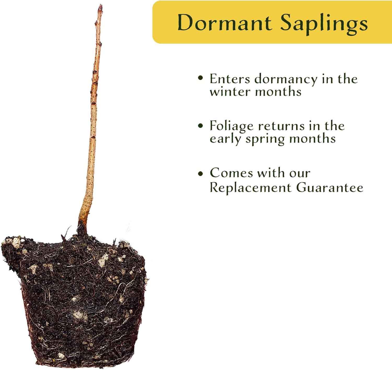 3 Chinese Pistache Tree Saplings (Pistacia chinensis) | Deciduous Ornamental Shade Tree with Fall Color & Upright Growth | 2.5” Nursery Cubes, Ready-to-Plant Live Starter Plants