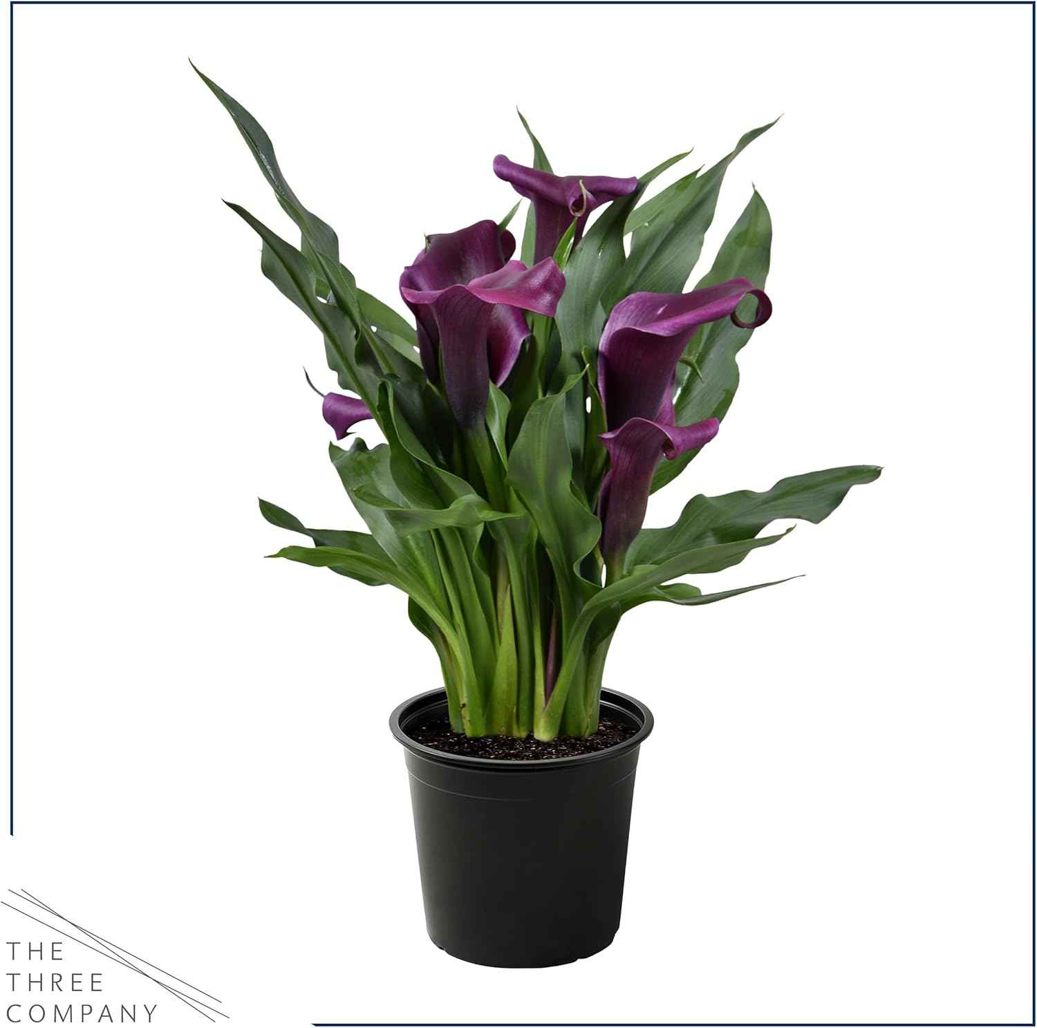 Live Flowering Calla Lily (2 Plants Per Pack) - Purple, 3+ Blooms - Beautiful Spring Perennial - 12" Tall by 5" Wide in 1 Qt Pot