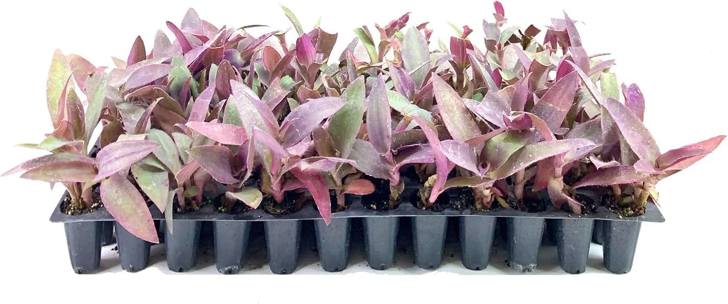 Purple Queen Tradescantia Setcresea I 20 Live Plants I Spiderwort | Lush Magenta Foliage for Striking Garden Contrast, Ideal for Ground Cover, Borders, & Containers