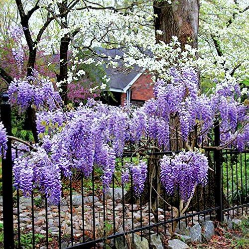 Blue Moon Wisteria Vine - Fragrant Foot Long Flowers - ATTRACTS Hummingbirds - 2 - Year Live Plant