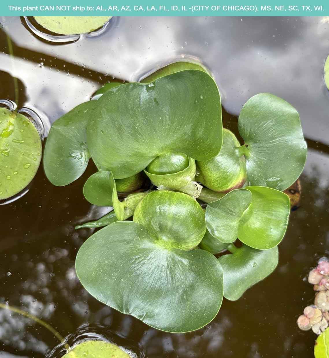 Water Hyacinth - Eichhornia crassipes - Live Plants for Pond, Floating Aquatic Garden Plants - 1 Plant