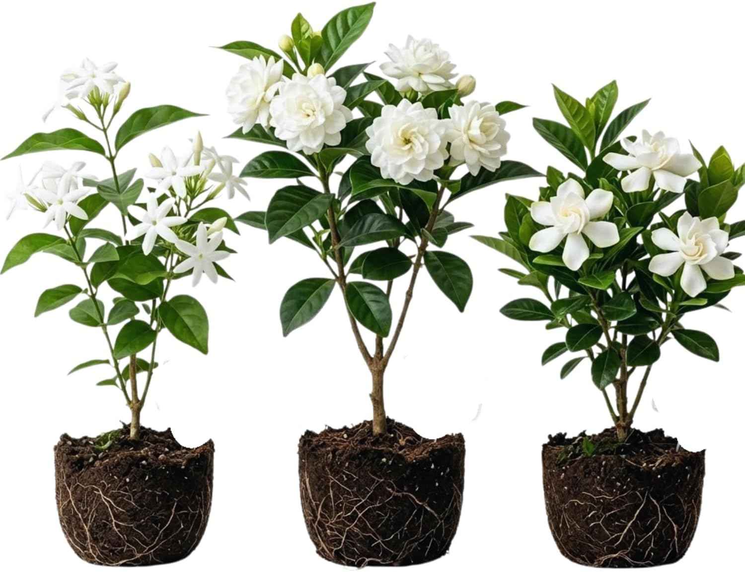 3 Jasmine Plants Live, Mix Jasmine Flower Plants Live Between 5 and 7Inc Long Outdoor Planting Indoor Fragrant Flowers, Easy to Plant