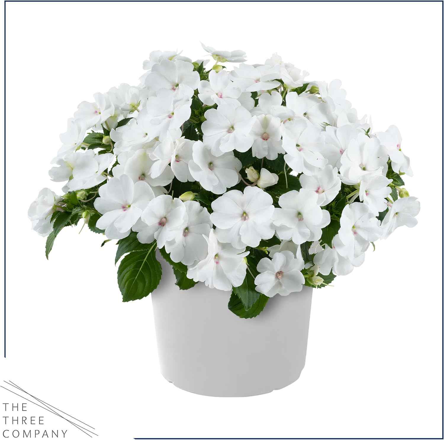 Live Flowering New Guinea Impatiens - White (3 Plants Per Pack) - Beautiful Shade Flowers - 12" Tall by 5" Wide in 1 Qt Pot