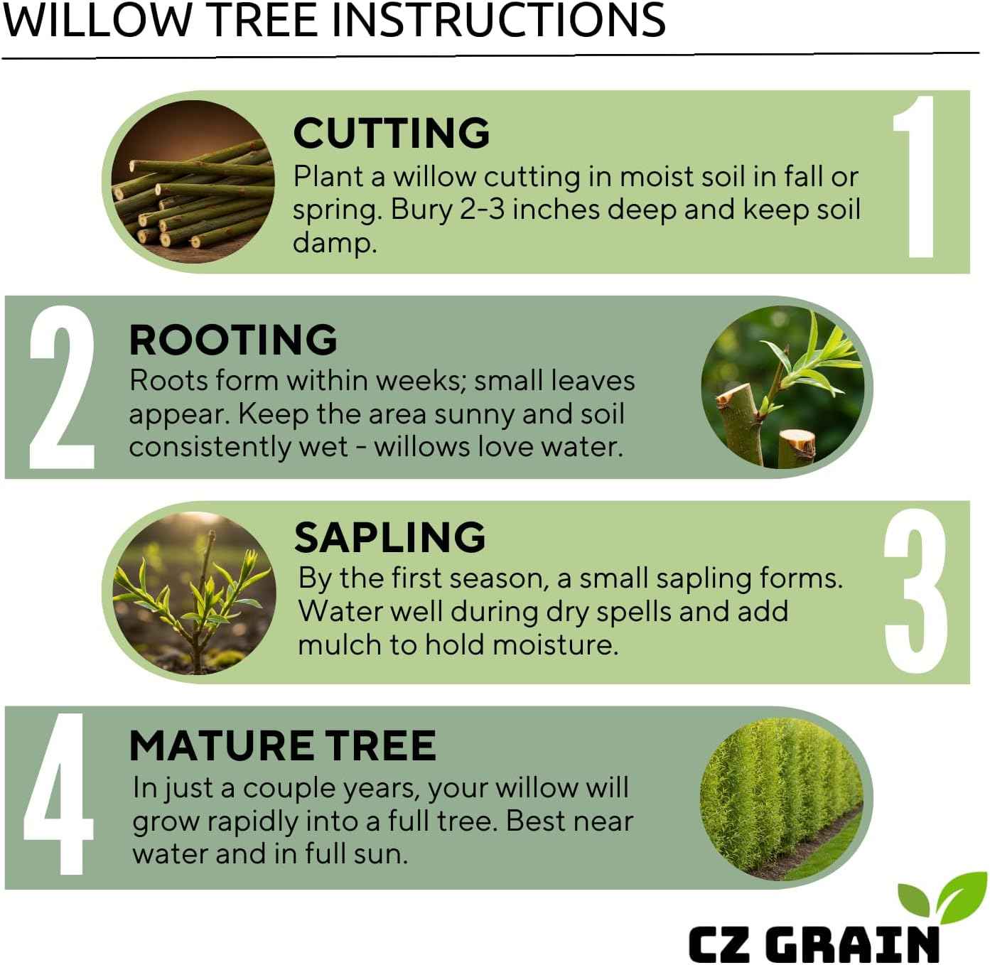 2 Miniature Weeping Willow Tree Cuttings to Grow - Stunning Weeping Branches are a Sight to See - Fast & Easy to Grow - Perfect for Indoor Pots or Outdoor Gardens, Unique Bonsai Gift for Gardeners