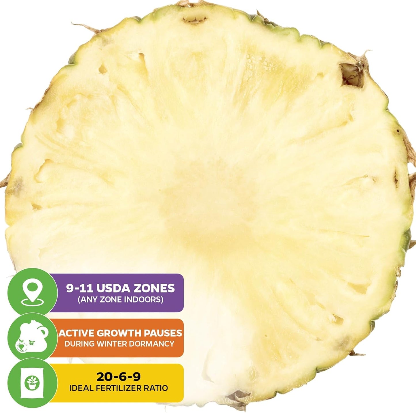 White Jade Pineapple Live Plant - Ananas Comosus - Wellspring Gardens Starter Plant - Ideal Pineapple Plant Live Easy to Grow Starter Plant Great for Outdoor and Patio Planting Growth (2-Pack)
