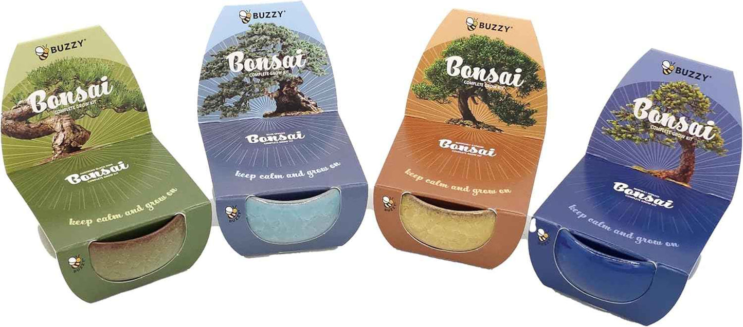 BUZZY Seeds 4-Pack Bonsai Tree Growing Kit Includes Black Austrian Pine, Monterey Cypress, Blue Spruce, Norway Spruce with Green, Blue, Dark Blue, and Gold Crackle Pots, Indoor Gardening Gift Set