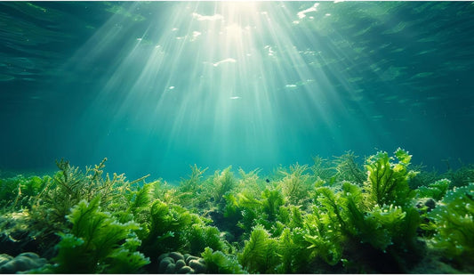 Deep Ocean Fish Tank Background Under The Sea Aquatic Plants Aquarium Background Underwater Corals Sunray Terrarium Backgrounds Tropical Fish Ocean World Aquarium Backgrounds Decorations 24x12in