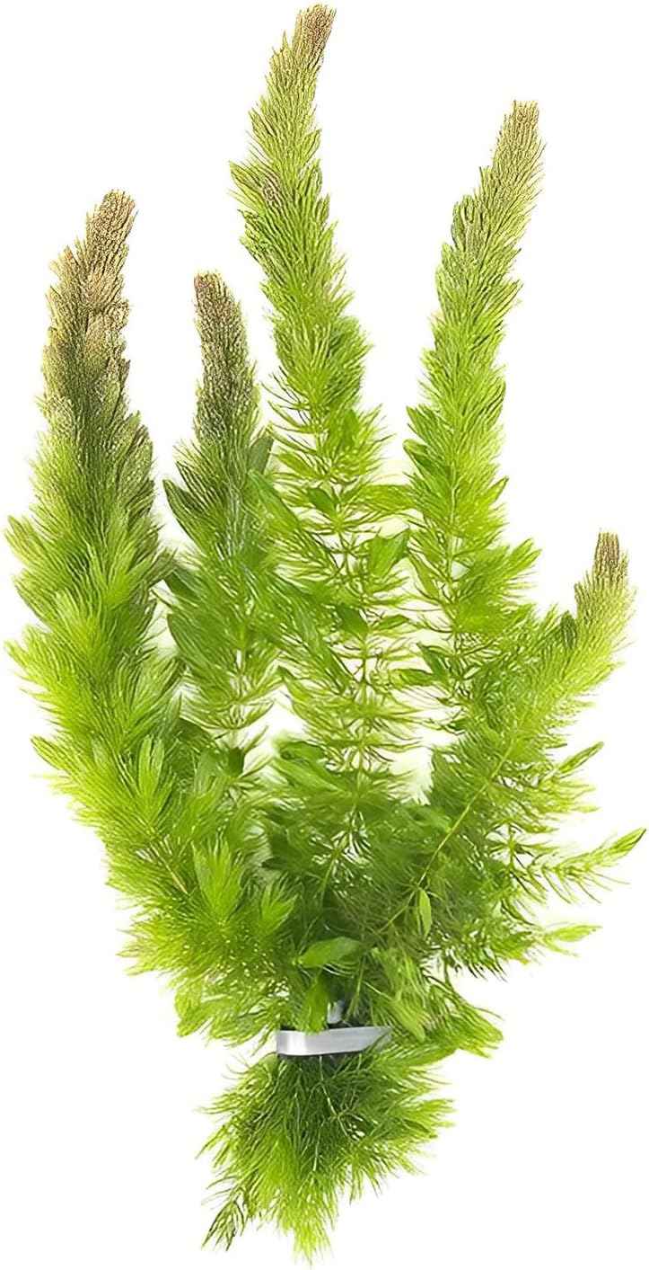 Hornwort 10-Pack Live Aquarium Plants Bundle for Freshwater Aquarium and Ponds by Canton Aquatics