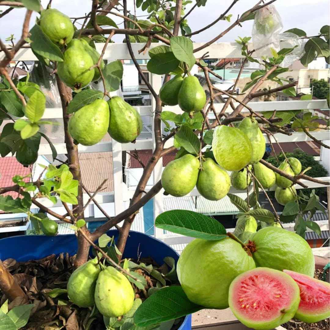 Pink Guava Tree Live Plant Starter Size, 7-12" in Tall, Outdoor Tropical Fruit Tree Fragrant and Sweet, Dormant in Winter