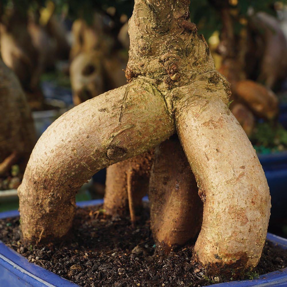 Brussel's Bonsai Live Ginseng Grafted Ficus Indoor Bonsai Tree - Small, 4 Years, 6 to 8 In - Live Bonsai Tree in Ceramic Bonsai Pot and Humidity Tray