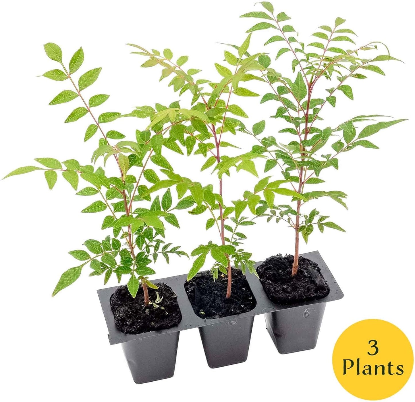 3 Chinese Pistache Tree Saplings (Pistacia chinensis) | Deciduous Ornamental Shade Tree with Fall Color & Upright Growth | 2.5” Nursery Cubes, Ready-to-Plant Live Starter Plants