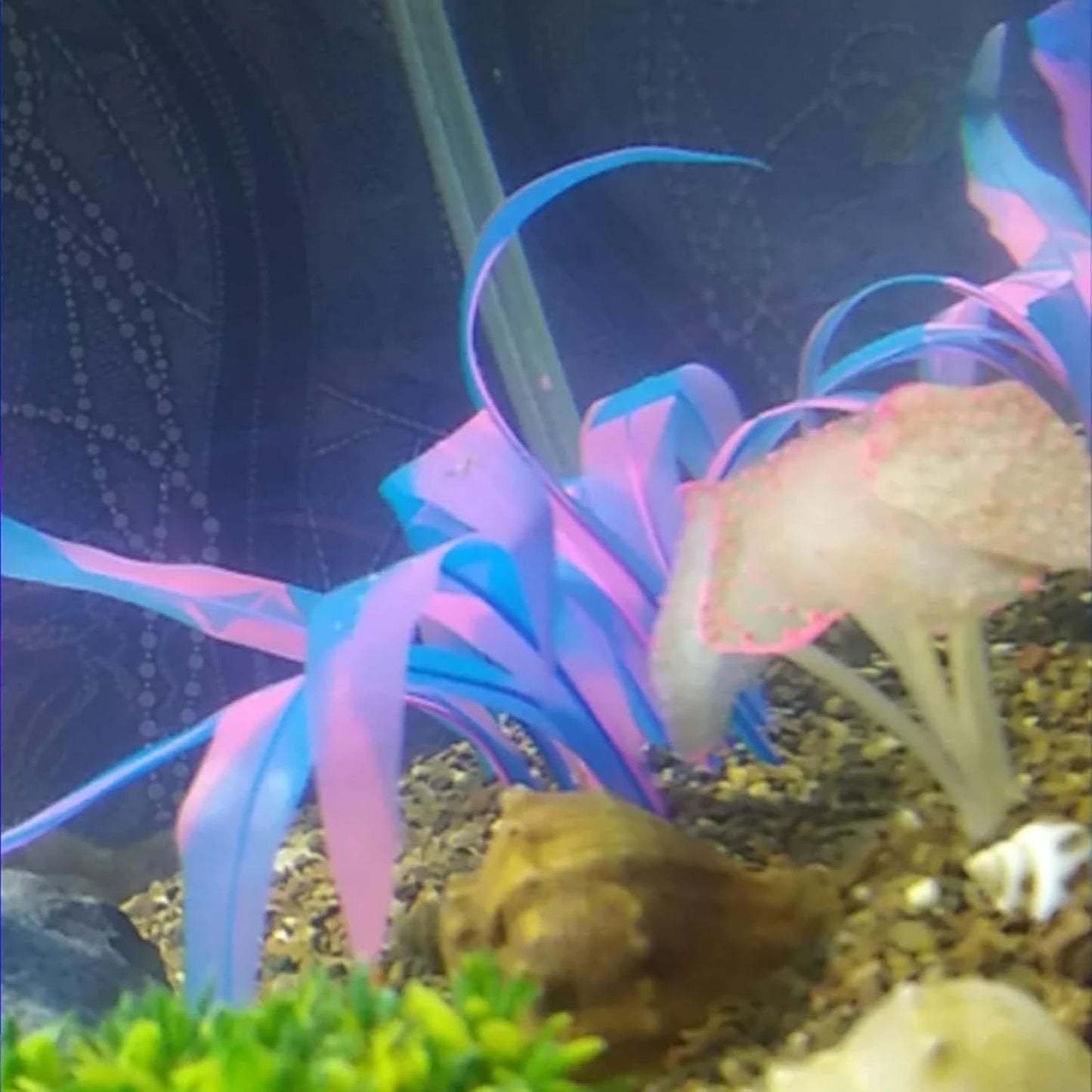 2Pcs Soft Silicone Aquarium Plants Glowing Kelp Fish Tank Plants Decor Artificial Aquarium Plant Decoration Simulation Artificial Water Grass for Fish Tank,Blue,7inch