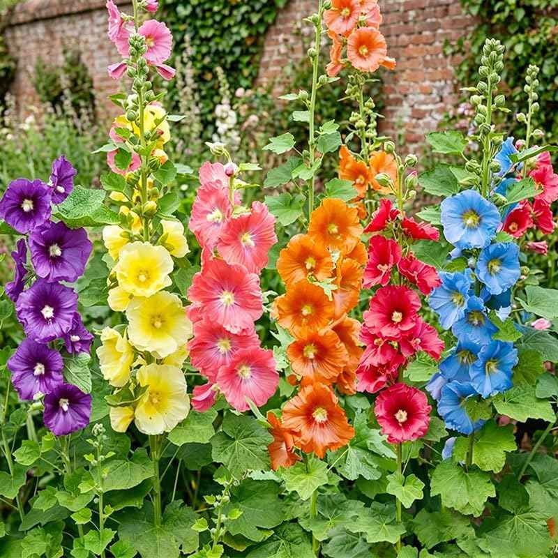350+ Mix Hollyhock Seeds for Planting - Tall Flowering Perennial, Non-GMO Heirloom Plant Seeds Garden Outdoor, Attracts Pollinators