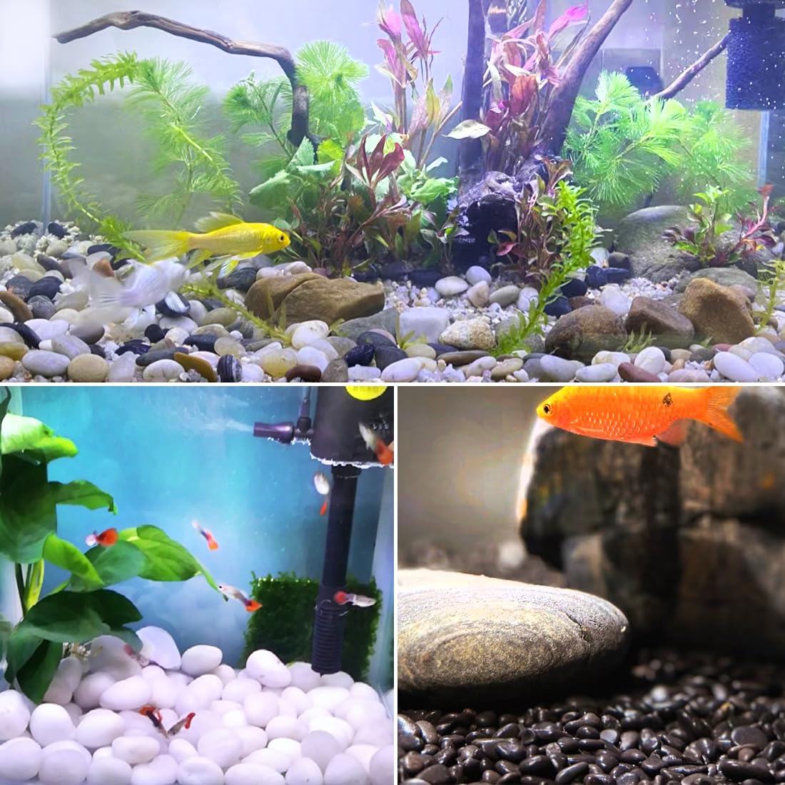 5lbs Pebbles for Indoor Plants, 2-3 Inch Mixed Color High Polished Large River Rocks Outdoor Decorative Stones Vase Filler Fish Tank Aquariums Landscaping Garden Outdoor and Indoor DIY