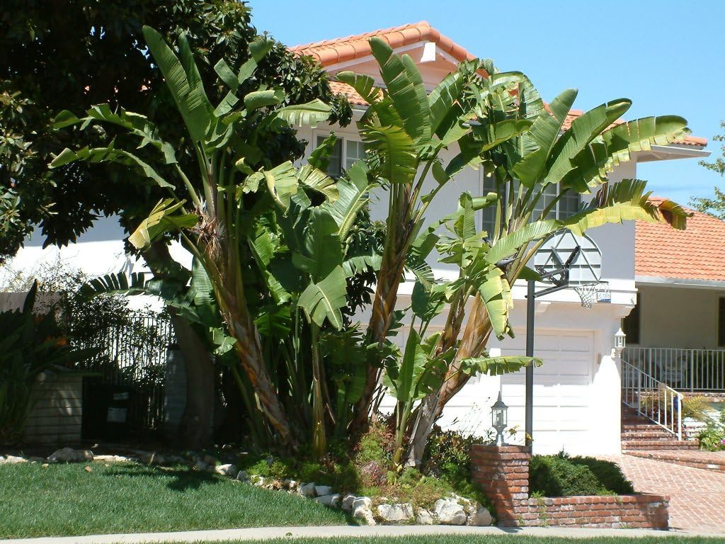 Bird of Paradise - White - Strelitzia Nicholai. (2 White BoP in Cup)