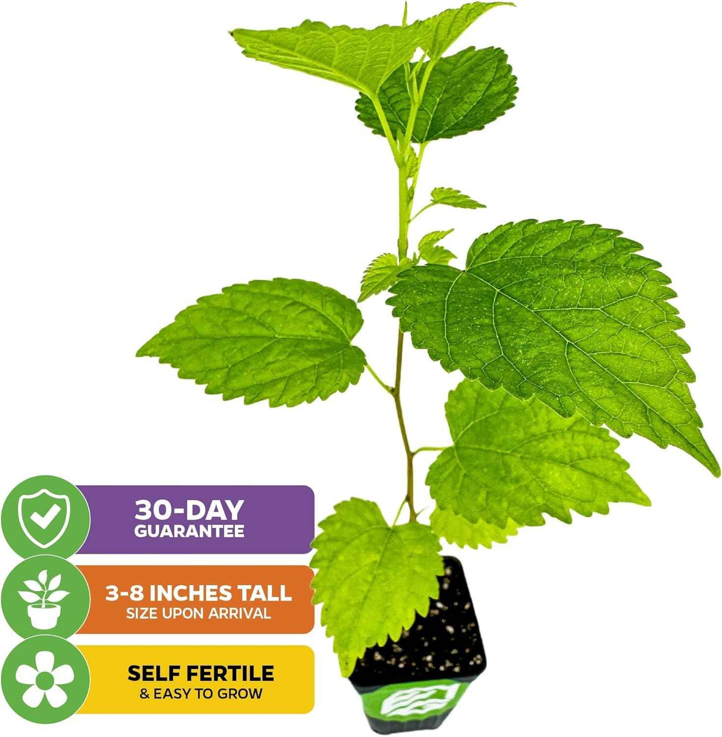 Dwarf Everbearing Black Mulberry Tree Live Plant – Morus nigra – Wellspring Gardens - Premium Fruit Tree for Indoor & Outdoor Planting – Ideal for Gardens, Patio, Landscaping (2-Pack)