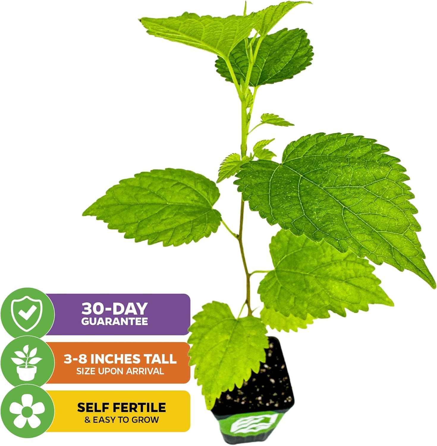 Dwarf Everbearing Black Mulberry Tree Live Plant – Morus nigra – Wellspring Gardens - Premium Fruit Tree for Indoor & Outdoor Planting – Ideal for Gardens, Patio, Landscaping (2-Pack)