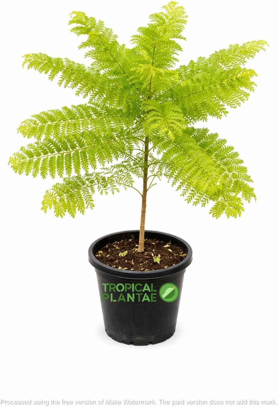 Jacaranda Tree (Jacaranda mimosifolia) – Live Ornamental Flowering Tree – USDA Certified