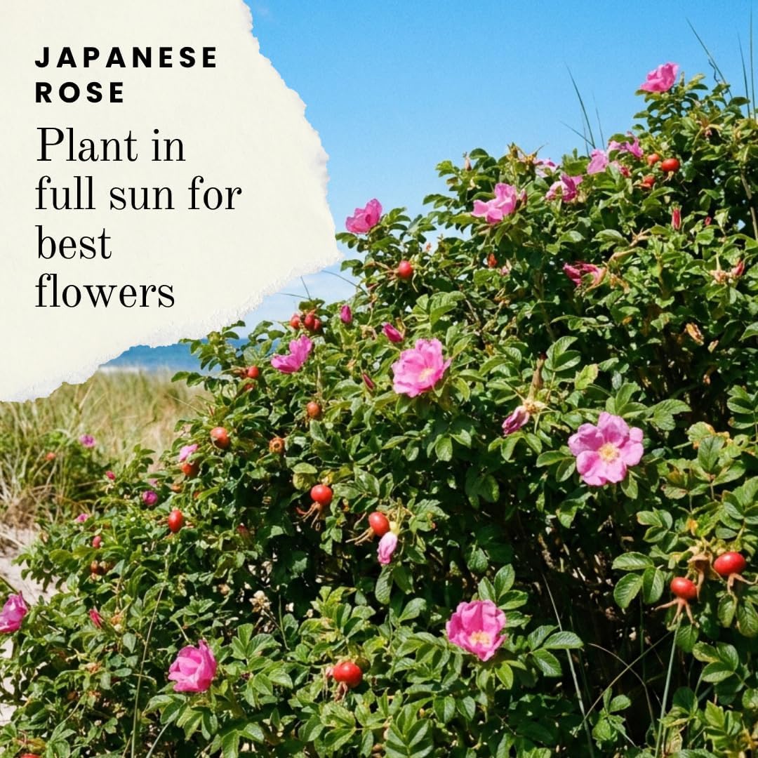 2 Pink Japanese Rose Live Plants – Hardy Fragrant Pink Rugosa Rose Bush – Perennial Flowering Shrub for Garden & Landscape – Easy to Grow Rose Plant (2 Plants)