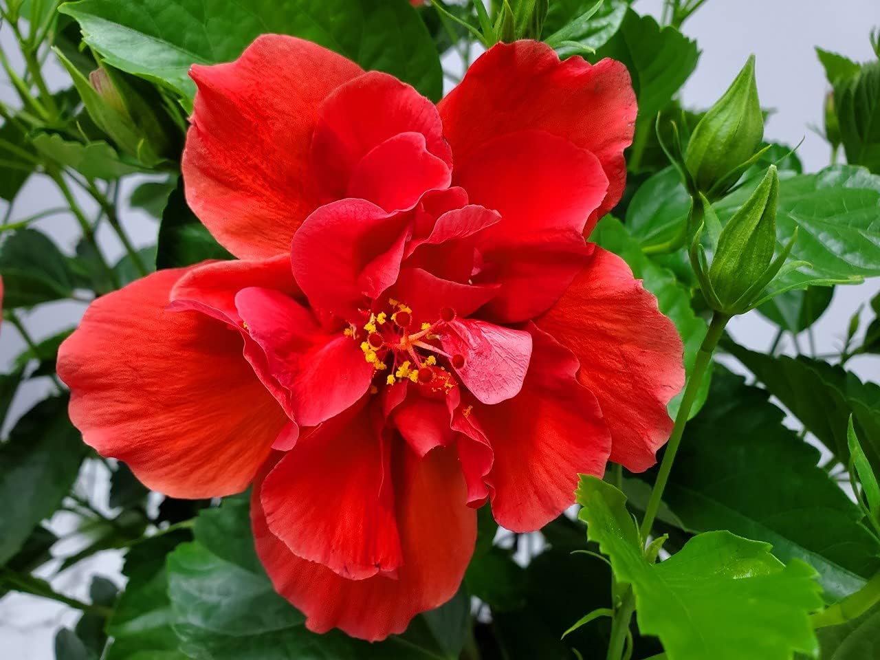 Hibiscus Plant Live - Double Red Hibiscus Bush - Flowering Plants - Red - Overall Height 26" to 28" - Tropical Plants of Florida (Plant Only)