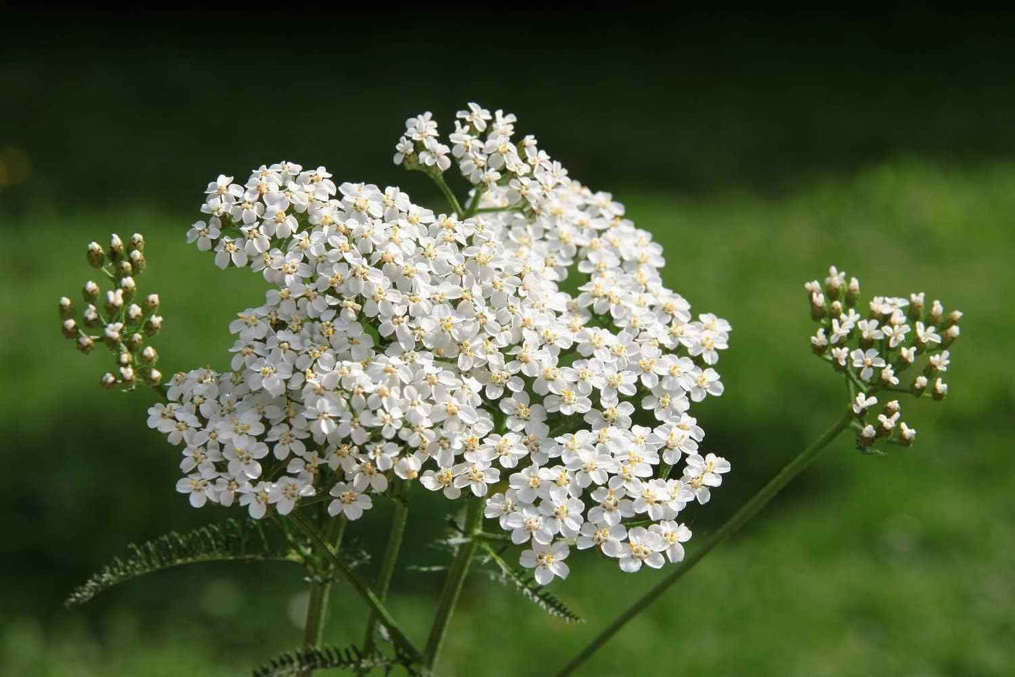 Organic Yarrow Seeds (Achillea millefoleium) 150 Seeds (0.1 Grams)