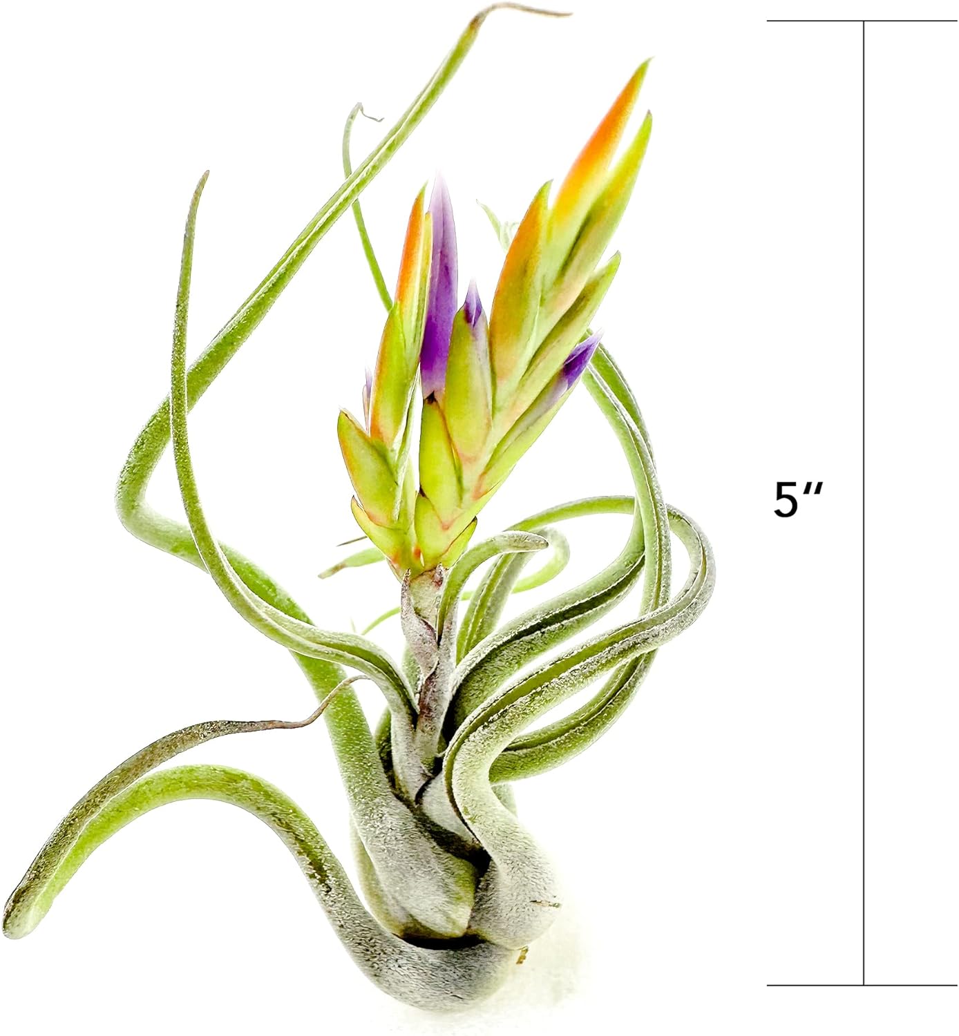 Air Plants - Flowering Tillandsia Caput Medusae, Large 5-7" - 2ct - Live Arrival Guaranteed - House Plants for Home Decor & Gift