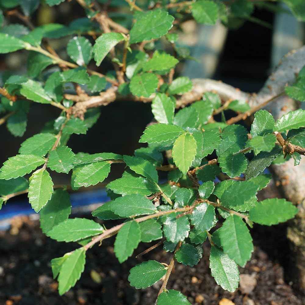 Brussel's Bonsai Live Chinese Elm Outdoor Bonsai Tree 5 Years Old 6"-8" Tall in Plastic Grower Pot, Small