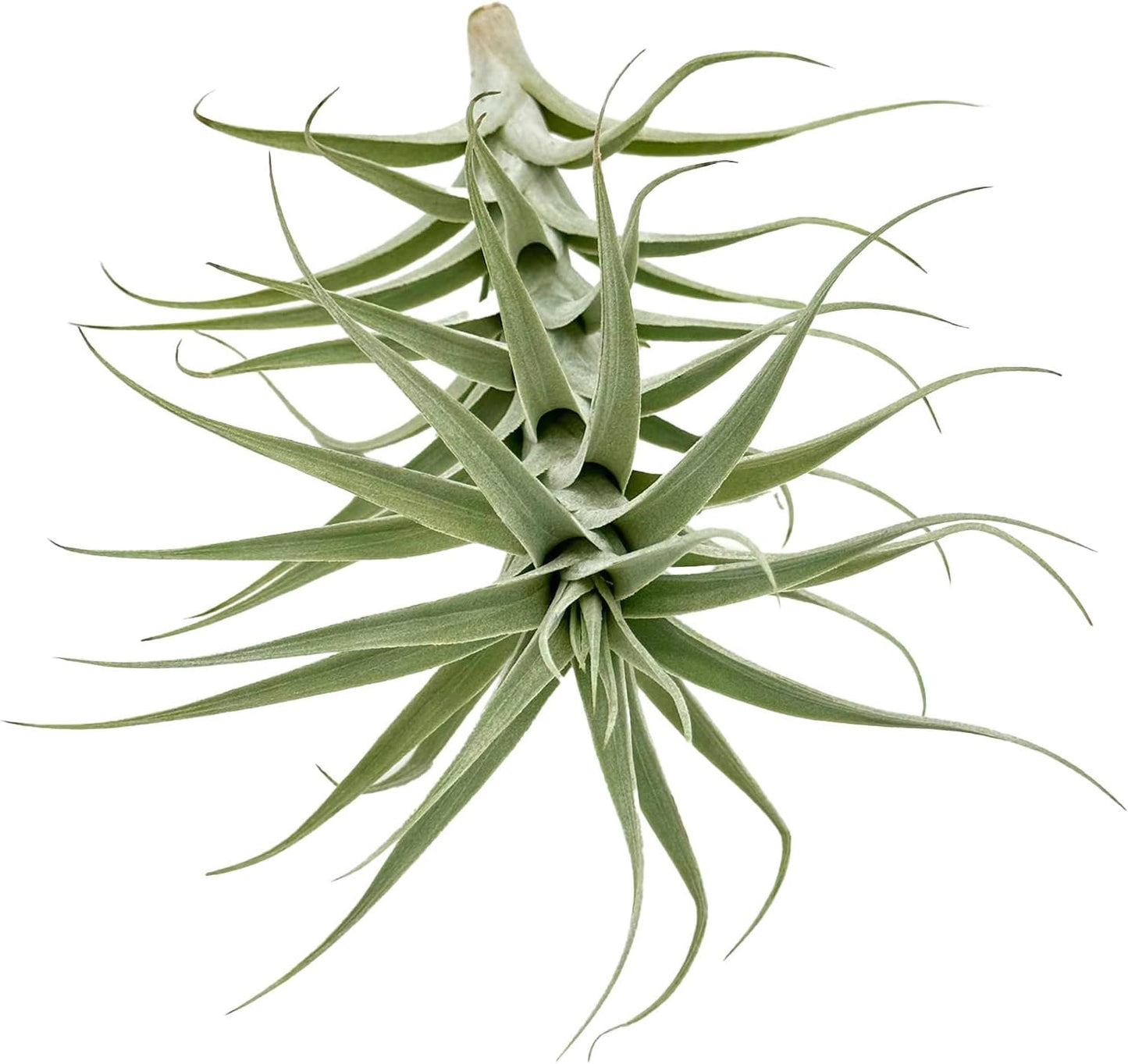 Live Air Plants - Tillandsia Albida 7-12" - 2ct – ragnaroc Live Indoor Plant - Live Arrival Guaranteed - House Plants for Home Decor & Gift