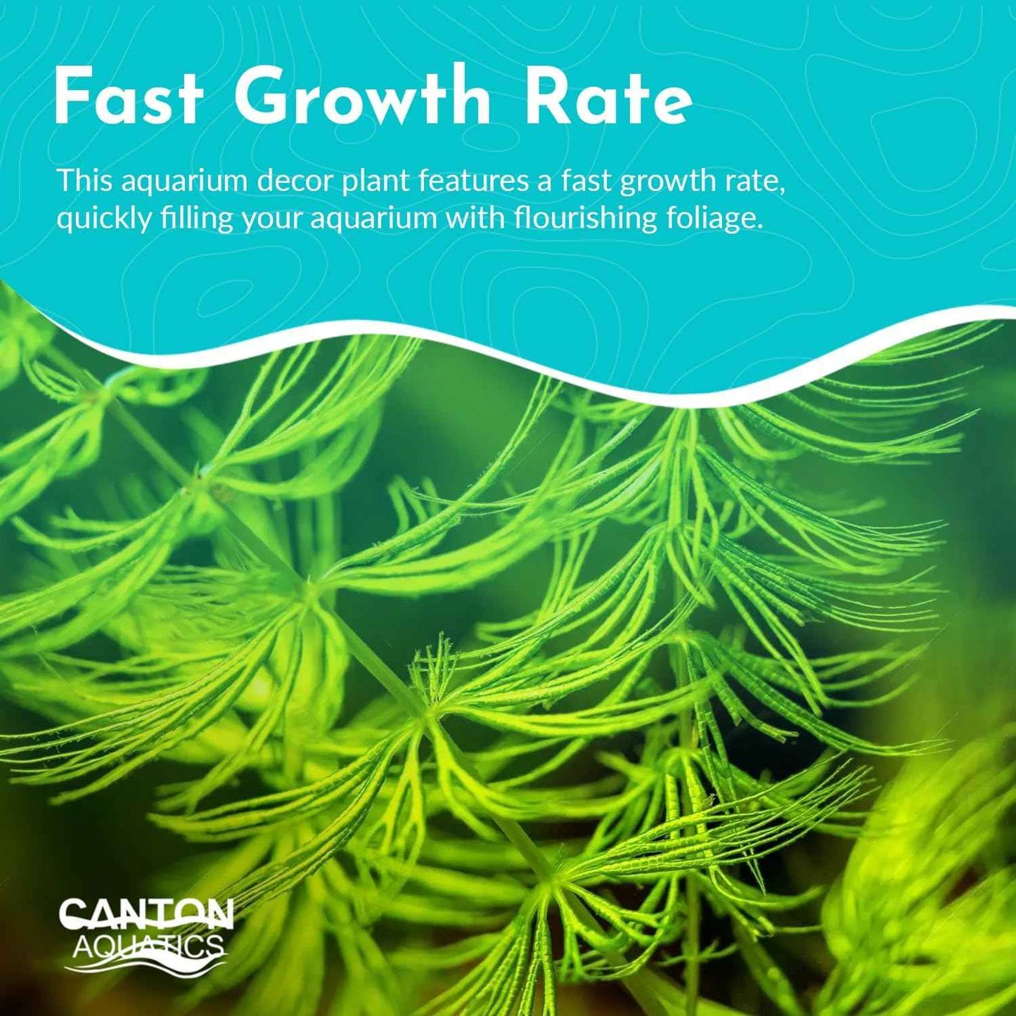 Hornwort 10-Pack Live Aquarium Plants Bundle for Freshwater Aquarium and Ponds by Canton Aquatics