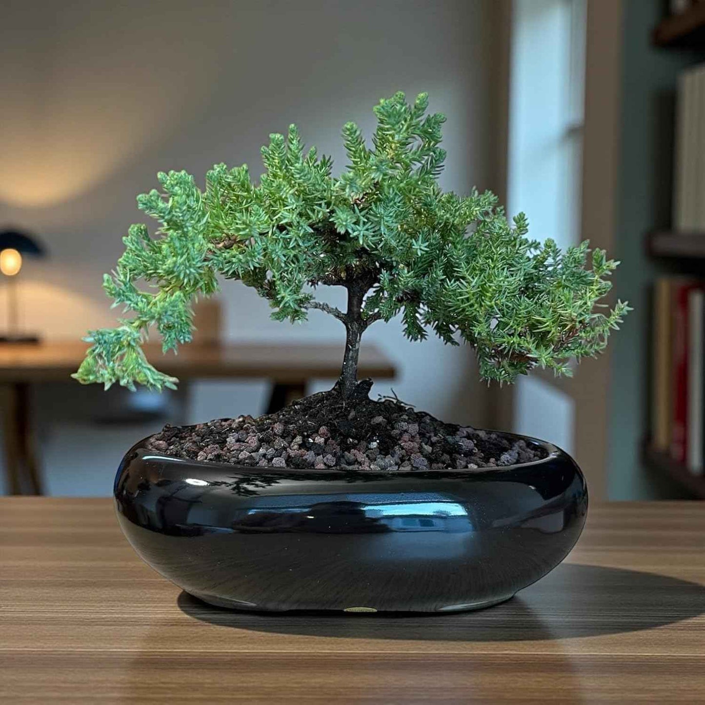 Live Green Mound Juniper Bonsai Tree Medium | Indoor/Outdoor | Great for Beginner