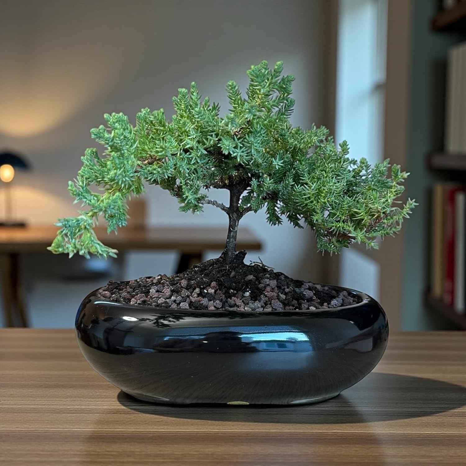 Live Green Mound Juniper Bonsai Tree Medium | Indoor/Outdoor | Great for Beginner
