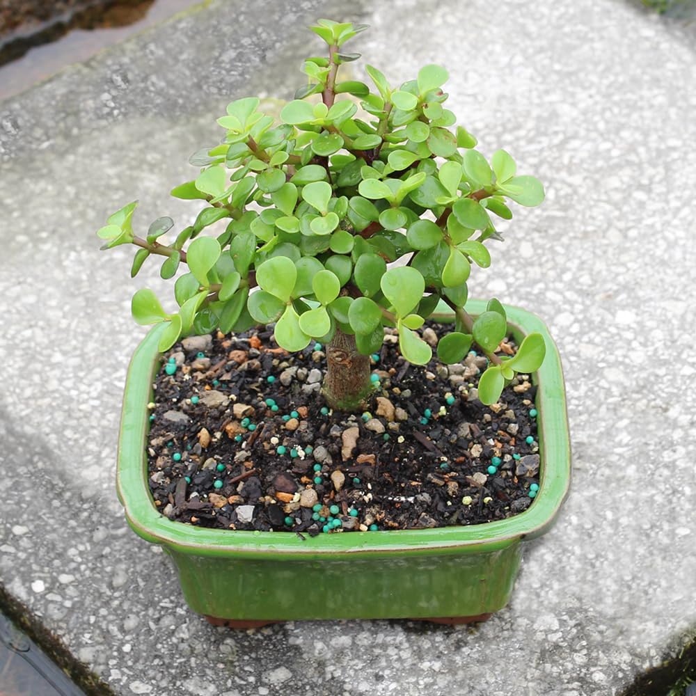 Brussel's Bonsai - Live Dwarf Jade Bonsai Tree in a Ceramic Bonsai Pot, Indoor Succulent Houseplant, 3 Years Old, 5-8 Inches Tall, Easy Care Plant for Home or Office (Small)