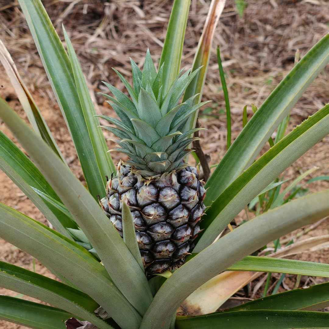 Set 2 Pineapple Plants Live, Sweet Pineapple Shrubs, Tropical Fruit, 4 to 8 Inch Tall for Planting Outdoor (White Jade)