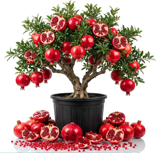 Pomegranate Tree Live Plant in 1 Gal Pot, Live Sweet Pomegranate Plants, 1-2 Feet Tall, Sweet Fruit Tree, Fast-Growing and High Yielding, No to CA