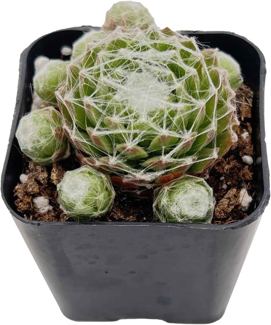 2" Live Succulent Sempervivum Arachnoideum, Fully Rooted Potted Plant, Easy Care & Drought Tolerant, Indoor Houseplant for Home Decor