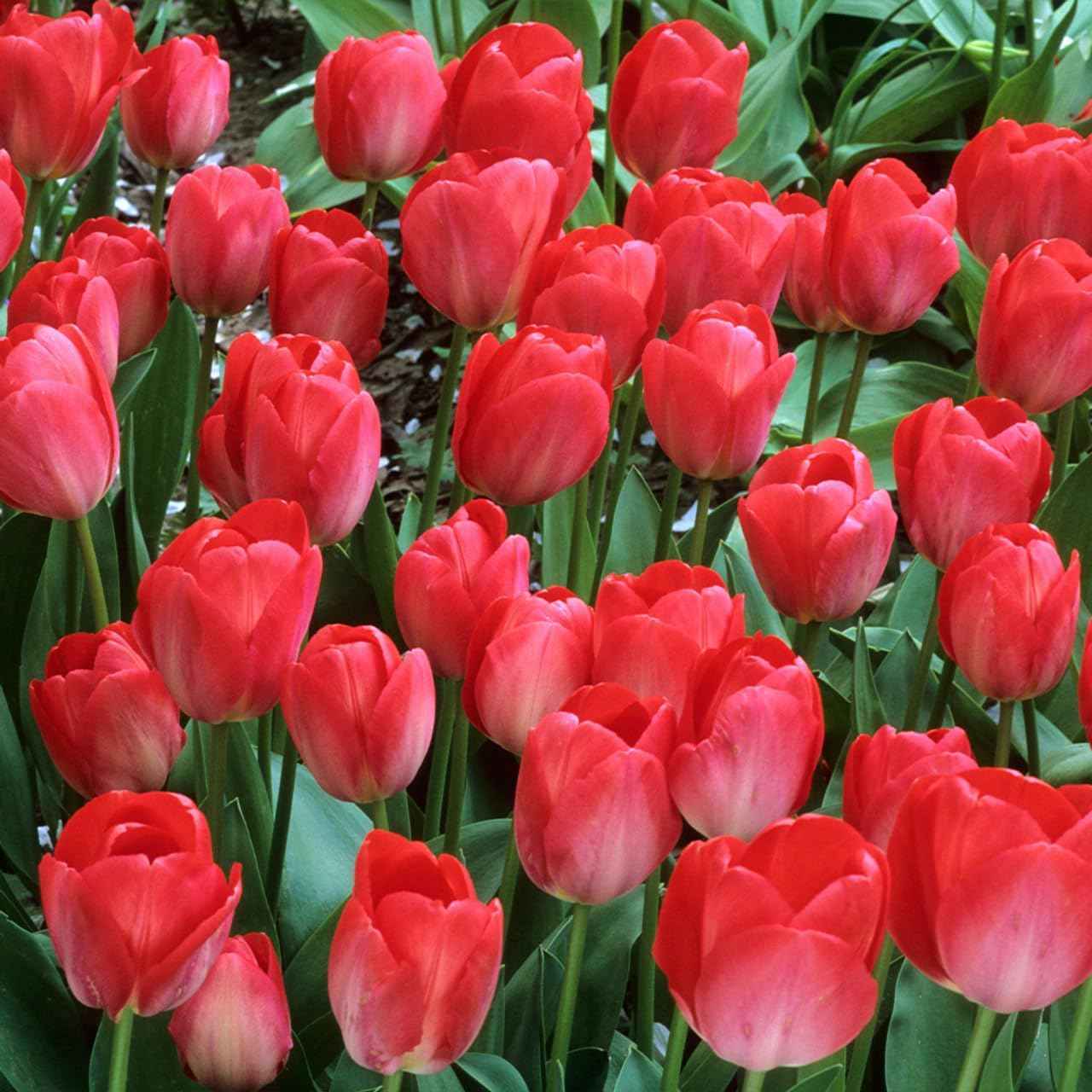 Votaniki Tulip Darwin Hybrid Red Van Eijk Bulbs - Premium Darwin Hybrid Tulips for Stunning Spring Gardens | Hardy, Perennial, and Easy to Grow (12 Pack)
