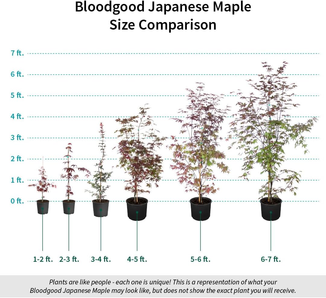 Brighter Blooms - Bloodgood Japanese Maple Tree, 3-4 ft. - No Shipping to AK, AZ, HI