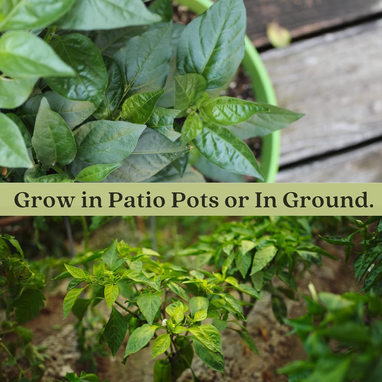 Clovers Garden Serrano Pepper Plants– Two (2) Live Plants – Non-GMO - Not Seeds - Each 4" to 8" Tall – in 4" Inch Pots – 20K SHU, Small Fruits