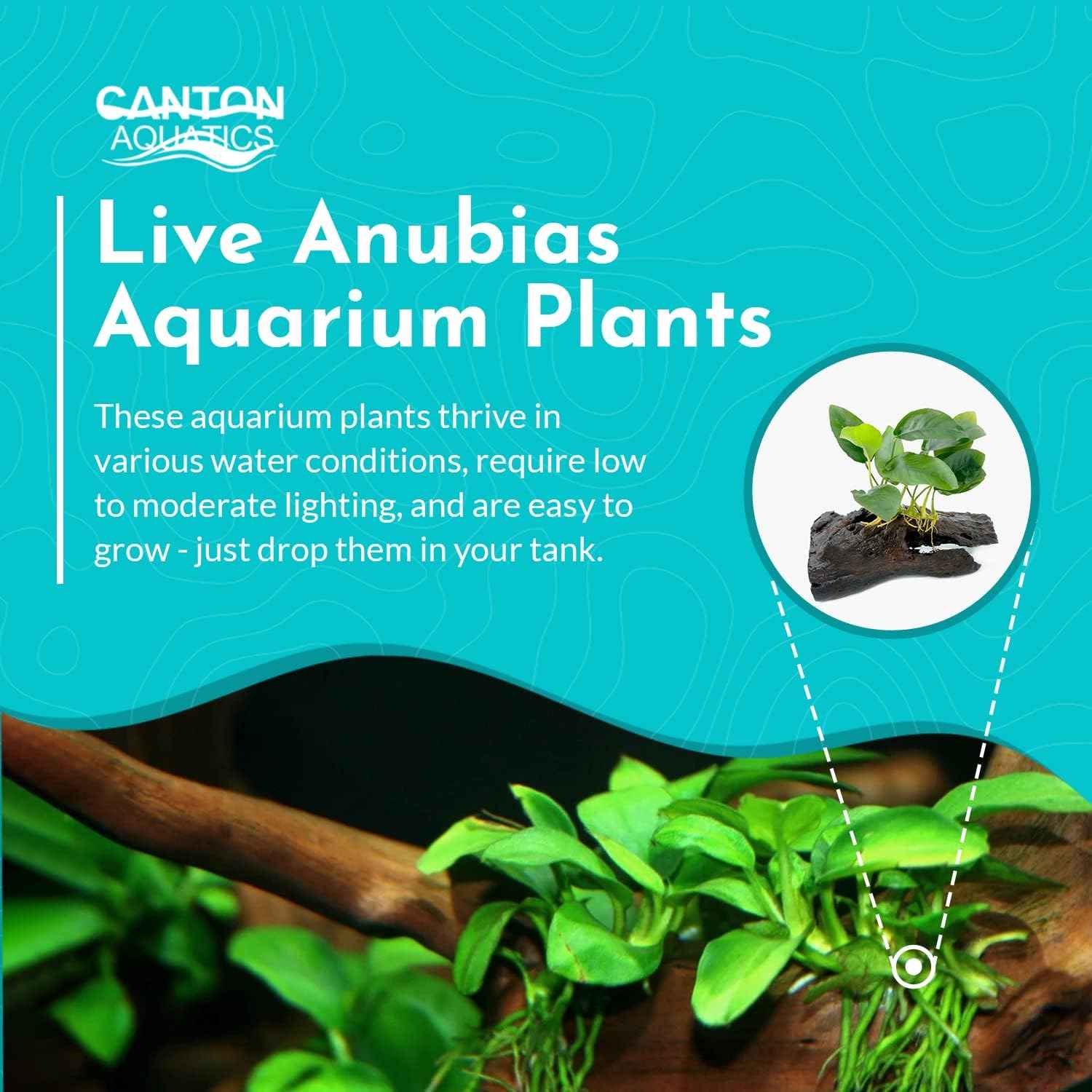 Live Anubias Barteri (Nana) Rooted on Driftwood - Absorb Impurities & Toxicness for Water - All Natural & Organic Aquatic Plant - Long Lasting & Easy to Care - Large