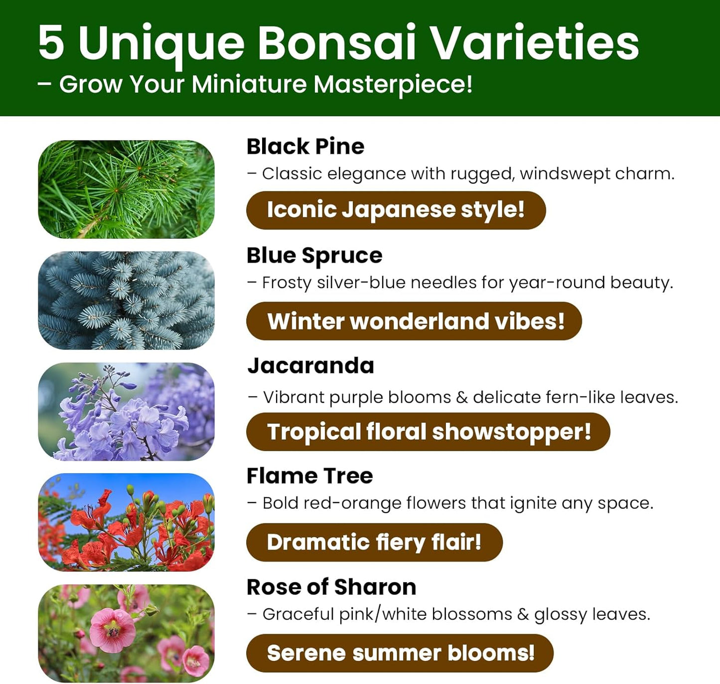 Bonsai Tree Kit for Beginners - 5 Unique Japanese Bonsai Seeds, DIY Indoor Gardening Crafts for Adults | Valentine's, Mother's Day & Birthday Gifts for Women and Men | Complete Starter Kit with Tools