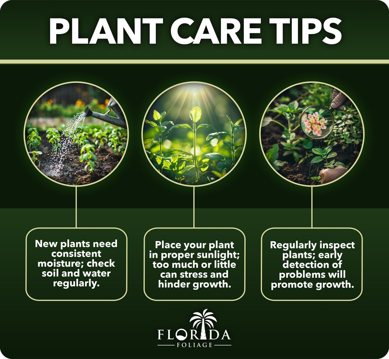 Big Blue Liriope Muscari - 5 Live 4 Inch Pots - Drought Tolerant Low Maintenance Evergreen Plants Grass Lilyturf